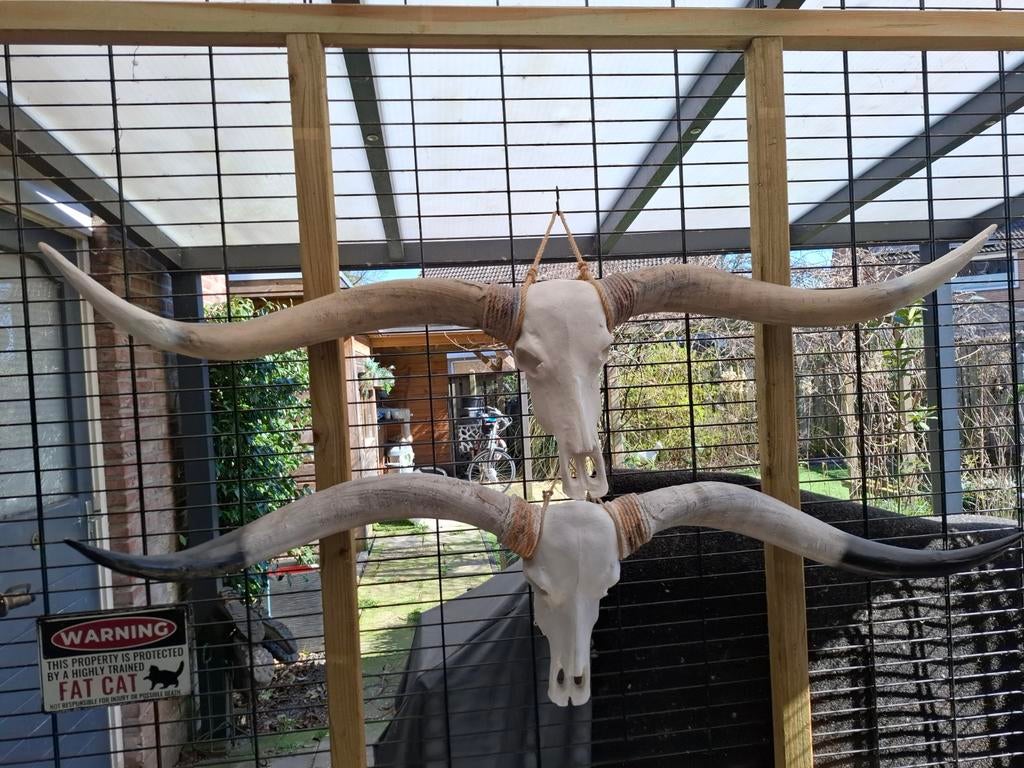 Longhorn schedel wanddecoratie 1.70m, Ophalen of Verzenden