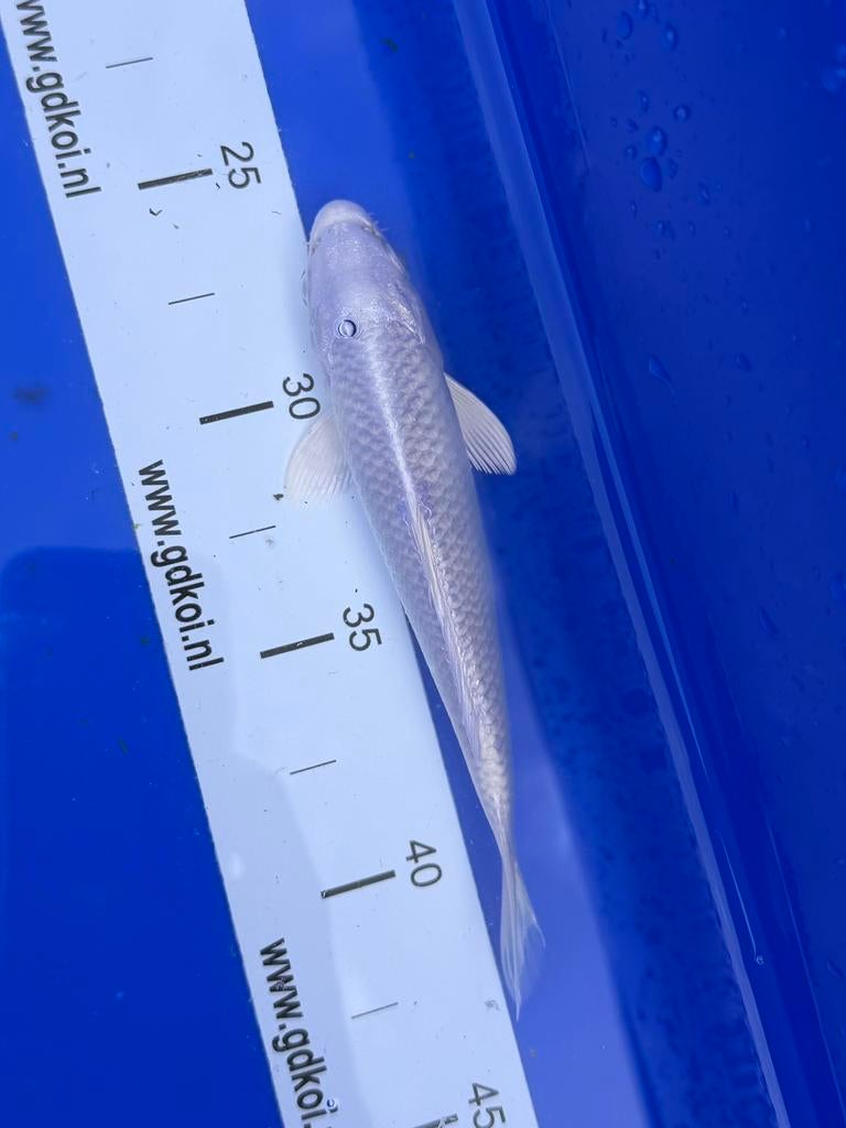 Koi karper platinum ogon, Karper of Koi