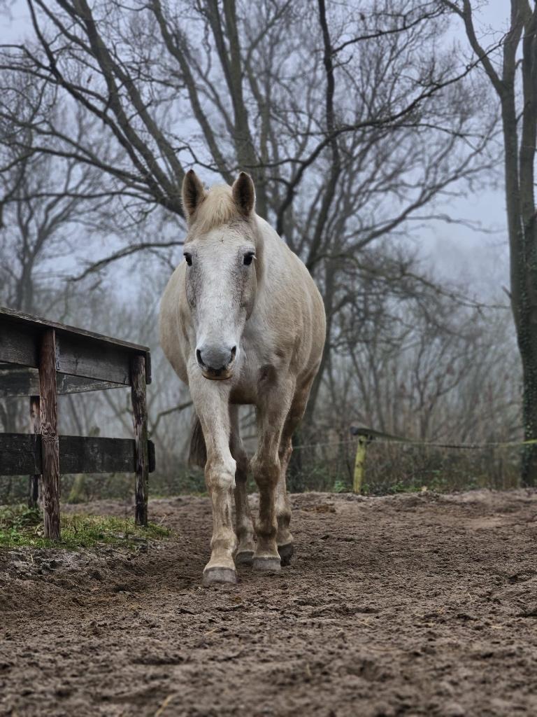 Leasepaard / adoptie paard, Ophalen, Zo goed als nieuw