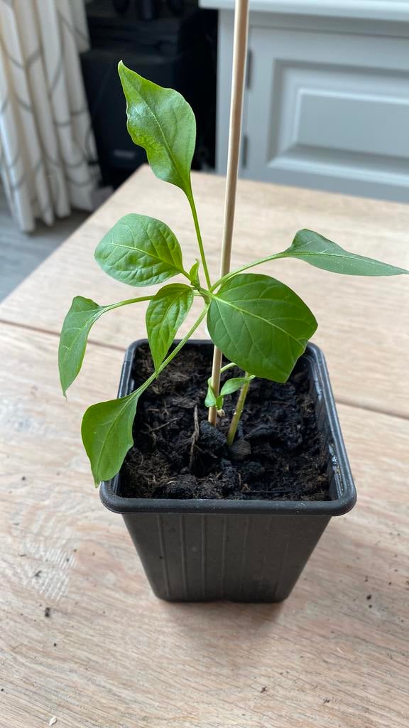 Jalapenos peper plant, Ophalen of Verzenden, Eenjarig, Groenteplanten, Volle zon