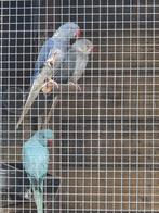 Halsbanden 1 overjarige pop 8 jonge van vorig jaar, Dieren en Toebehoren, Vogels | Parkieten en Papegaaien, Meerdere dieren, Parkiet