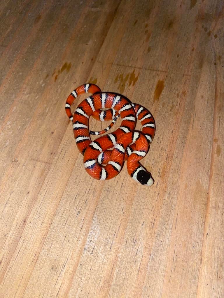 Lampropeltis pyromelana woodini, Dieren en Toebehoren, Slang, 0 tot 2 jaar