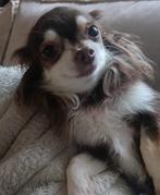 Teefje die een dekreu zoekt, Dieren en Toebehoren, 6 jaar of ouder, Overige rassen, Teef, Eén hond