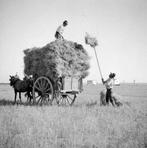 Vervoer-Beroepen-foto-J-486   Boeren leven, Verzenden, 1980 tot heden, Foto, Nieuw