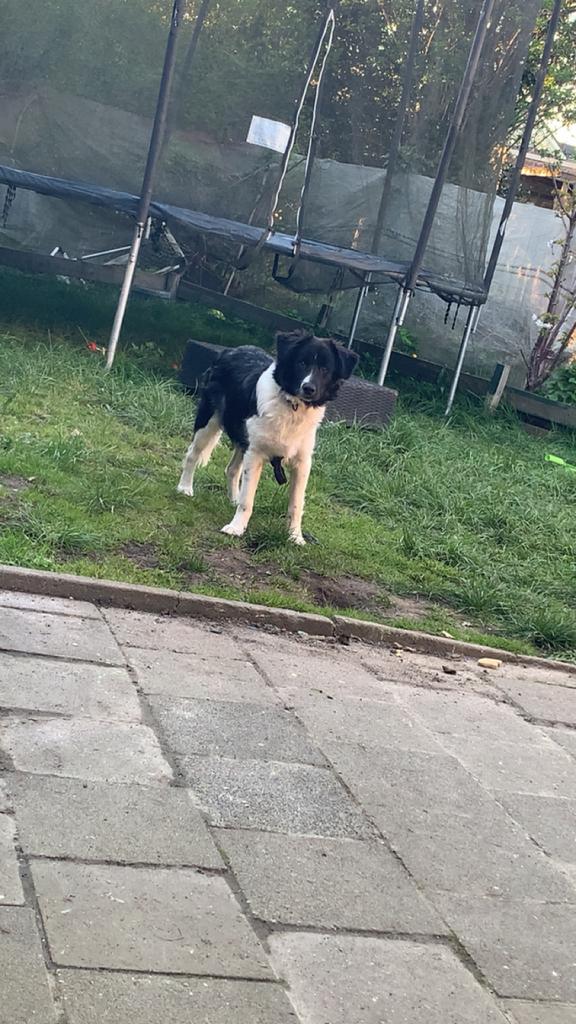 Lieve jonge hond Bliksem (7 mnd) zoekt actief thuis, 15 weken tot 1 jaar, Reu, Parvo, Eén hond