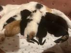 Kittens, Meerdere dieren