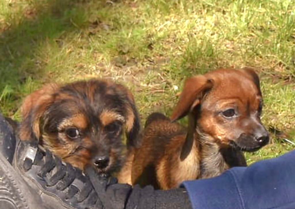 4 Schweenie’ meiden (25% shihtzu/75% ruwharige dwerg teckel), Parvo, Nederland, Overige rassen, 8 tot 15 weken