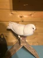 Kropper doffer gezocht, Mannelijk, Kropper