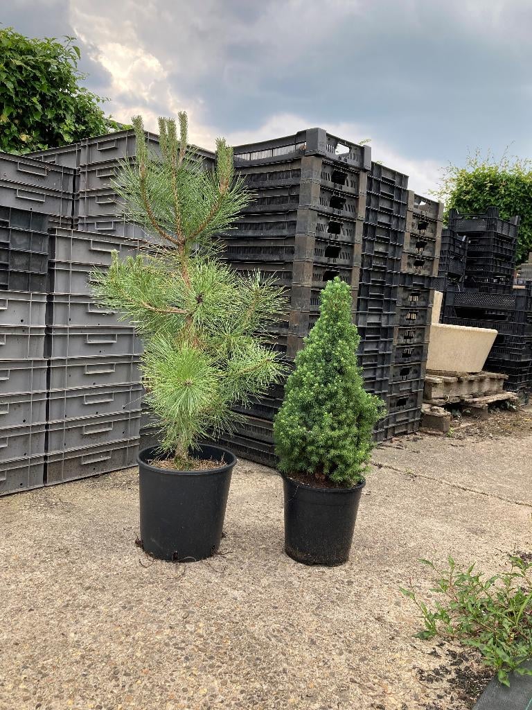 Thuya Brabant (conifeer), Ophalen, Conifeer, 100 tot 250 cm