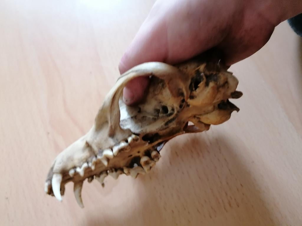 Schedel van een vos, Verzamelen, Ophalen, Nieuw, Wild dier, Schedel