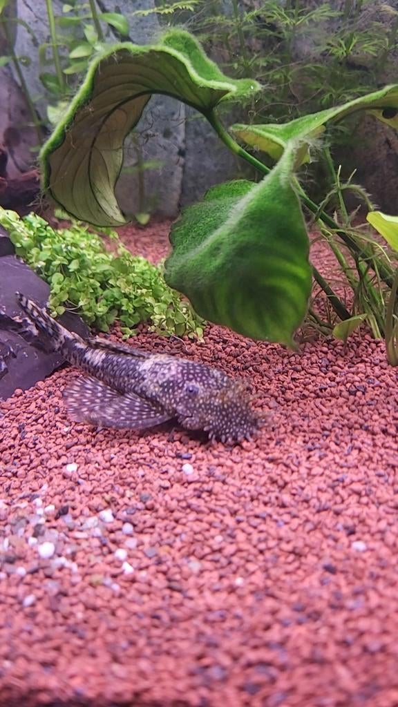 L nummers, Dieren en Toebehoren, Vissen | Aquariumvissen, Vis