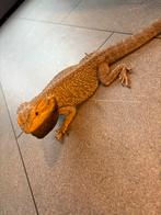 Baardagaam man te koop, Dieren en Toebehoren, Hagedis, Tam