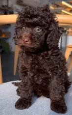 Chocolade pups toypoedel, Poedel, Parvo, 8 tot 15 weken, Meerdere