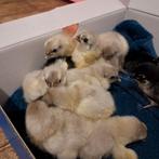Australorp kriel kuikens., Dieren en Toebehoren, Pluimvee, Meerdere dieren, Kip