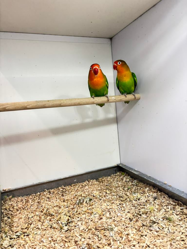 Wilkleur Fischeri’s, Dieren en Toebehoren, Vogels | Parkieten en Papegaaien, Meerdere dieren, Dwergpapegaai of Agapornis