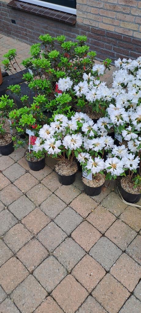 Totale leegverkoop schitterende vaste planten, Tuin en Terras, Ophalen, Overige soorten, Halfschaduw