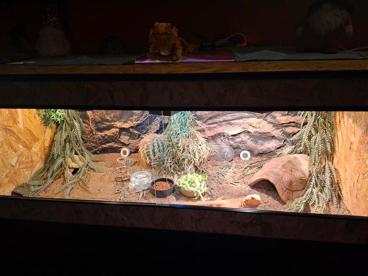 Mannelijke baardagaam met terrauim Bearded Dragon - male for sale from underwood gekko