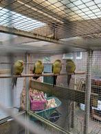 5 bergparkieten tekoop 2025, Dieren en Toebehoren, Meerdere dieren, Parkiet, Geringd