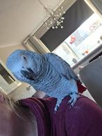 Tamme grijze roodstaart, Vrouwelijk, Papegaai, Pratend