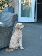 Australian Labradoodle Pups, 8 tot 15 weken, Parvo, Meerdere, Meerdere dieren