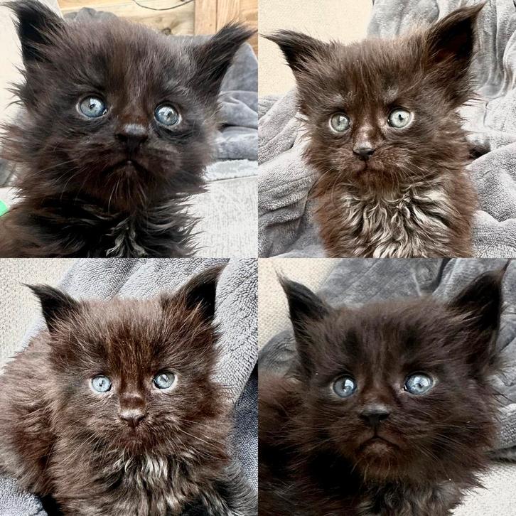 Maine Coon kittens, Dieren en Toebehoren, Katten en Kittens | Raskatten | Langhaar, Poes, Met stamboom