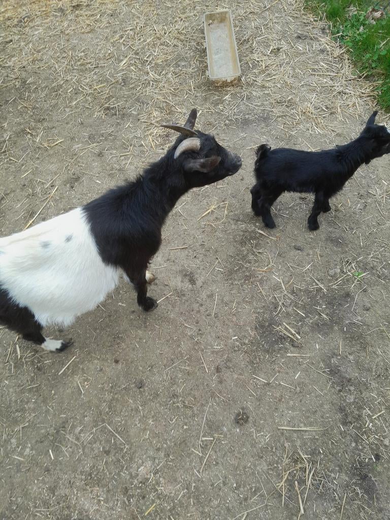 Dwerggeitjes, Dieren en Toebehoren, Meerdere dieren, Overige soorten