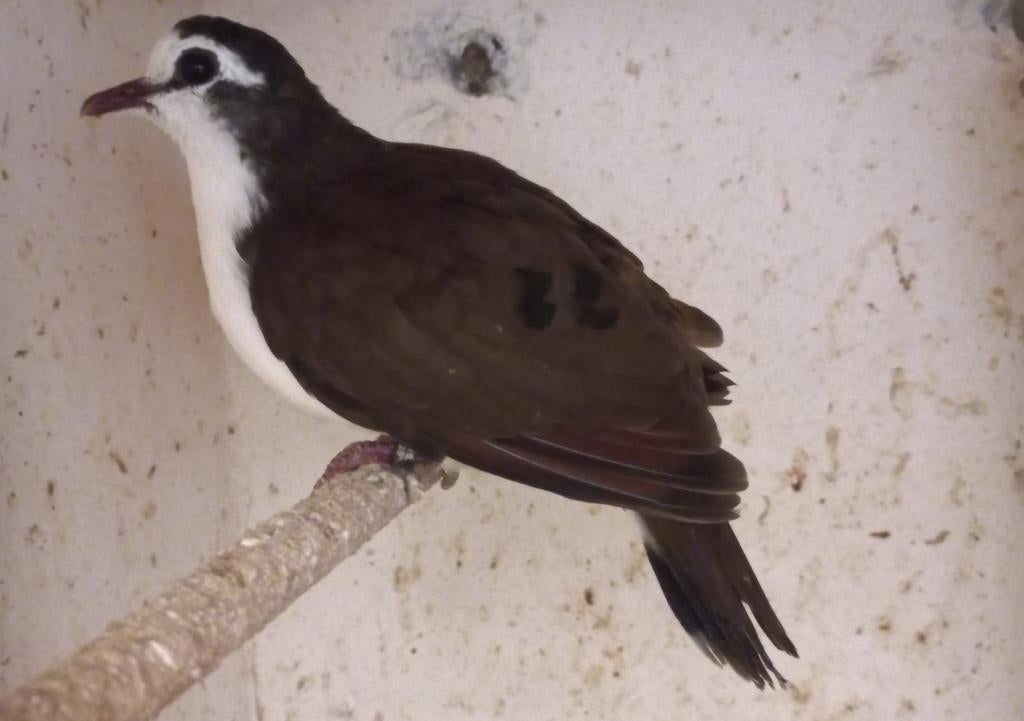 Koppel tamboerijn duiven, Dieren en Toebehoren, Vogels | Overige Vogels, Meerdere dieren