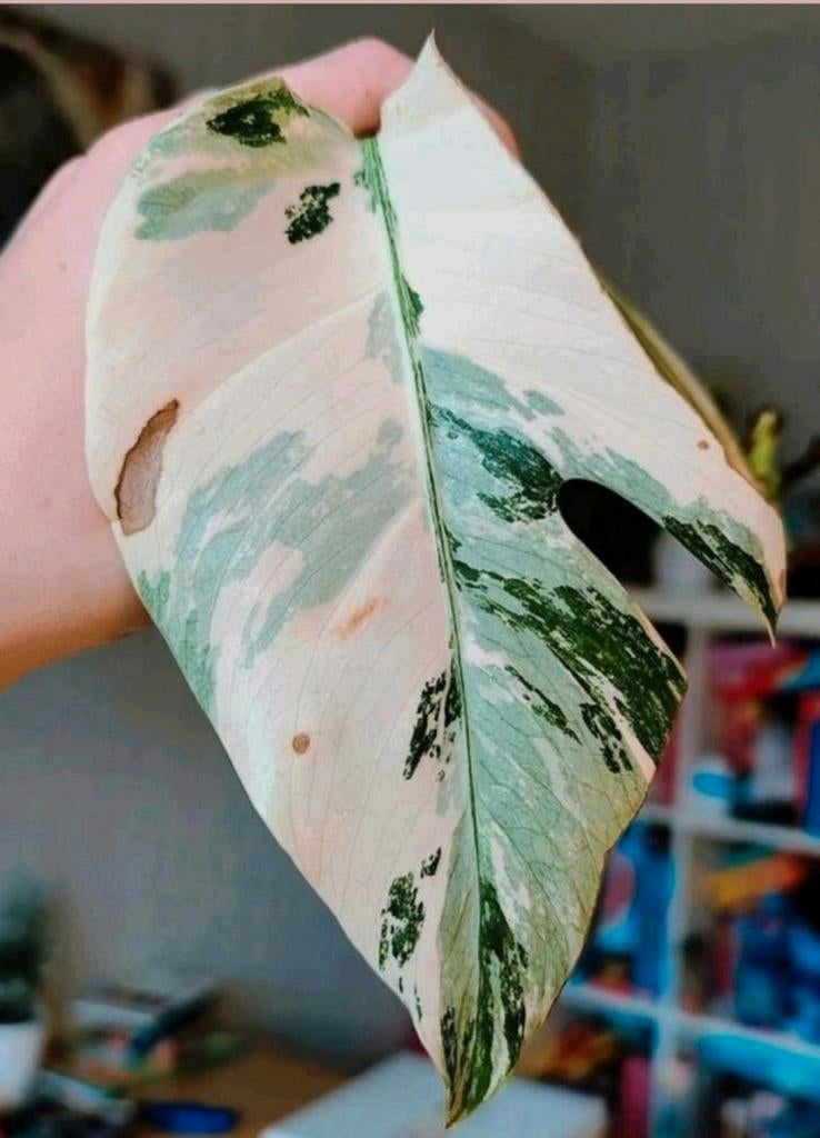 Monstera variegata stek, Huis en Inrichting, Kamerplanten, Ophalen, Halfschaduw, Minder dan 100 cm