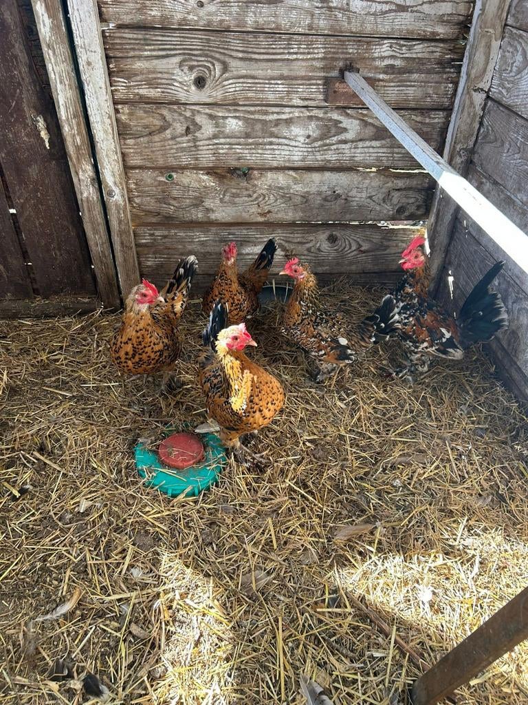 4 Sabelpoot Krielkipjes + haantje, Vrouwelijk, Kip