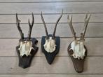 3 Mooie Ree geweien samen € 24 jacht hut mancave f84, Ophalen of Verzenden, Gebruikt, Hert, Gewei of Kop