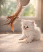 Kittens, Dieren en Toebehoren, Katten en Kittens | Overige Katten, Meerdere dieren