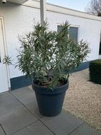Oleander, Tuin en Terras, Planten | Tuinplanten, Volle zon, Vaste plant, Zomer, Ophalen