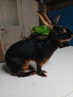 Black en tan belgische haas, Dieren en Toebehoren, Konijnen, Vrouwelijk, Groot, 3 tot 5 jaar