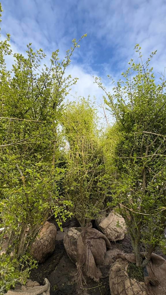 Euonymus alatus | meerstammige bomen, Ophalen of Verzenden, Volle zon, Overige soorten, Minder dan 100 cm
