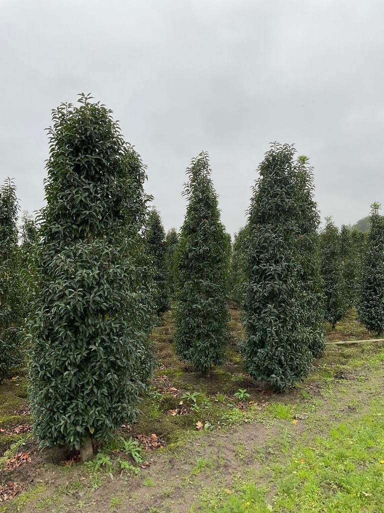 Grote volle Portugese laurier 200-225-250-275 cm, Bloeit niet, Halfschaduw, 100 tot 250 cm, Overige soorten