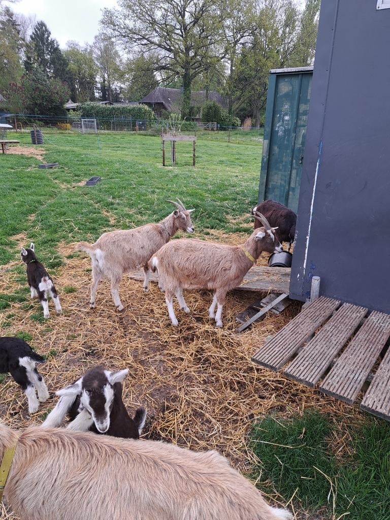 Twee toggenburger geiten, Vrouwelijk, Geit, 0 tot 2 jaar