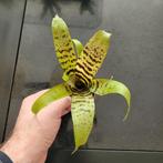 Vriesea mini bromelia, Huis en Inrichting, Kamerplanten, Ophalen of Verzenden, Halfschaduw, Minder dan 100 cm