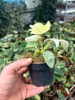 Philodendron Florida Ghost - 12 cm pot, Huis en Inrichting, Kamerplanten, Overige soorten, In pot, Minder dan 100 cm, Groene kamerplant