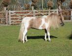 Drie Geweldige Shetlander Merrie’s!!, Dieren en Toebehoren, Pony's, Merrie, A pony (tot 1.17m), 3 tot 6 jaar, Gechipt