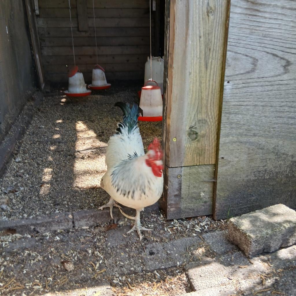 Mooie haan, Dieren en Toebehoren, Pluimvee, Mannelijk, Kip