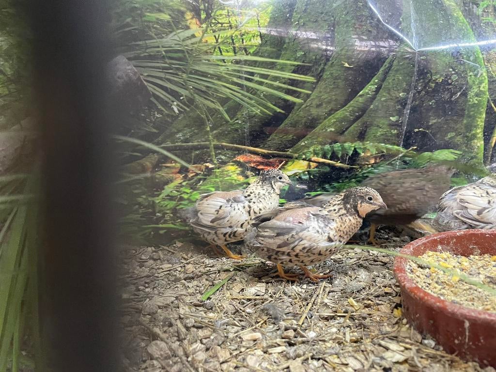 Chinese Dwergkwartels, Meerdere dieren