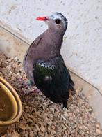 Groenvleugelduif doffer, Mannelijk, Geringd