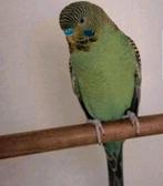 Blackface split blackwing man, Mannelijk, Parkiet, Geringd