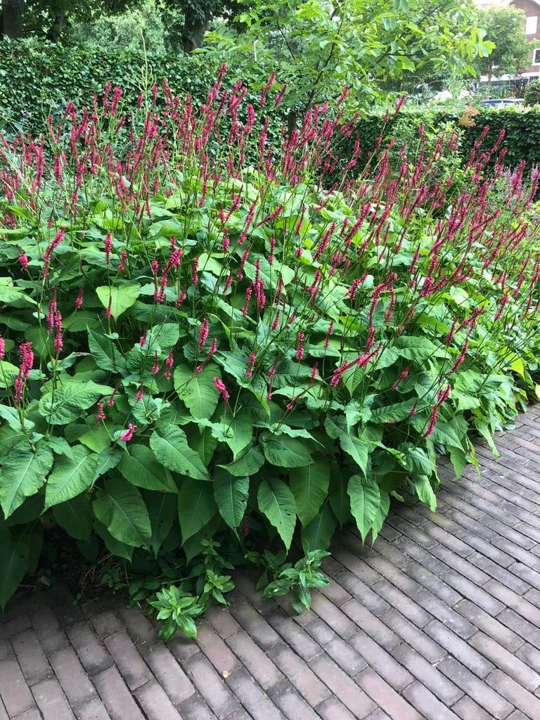 Persicaria amplexicaulis gifvrij, Tuin en Terras, Planten | Tuinplanten, Ophalen, Overige soorten, Volle zon