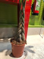 Pachira gevlochten stam €30, Ophalen of Verzenden, Halfschaduw, Minder dan 100 cm