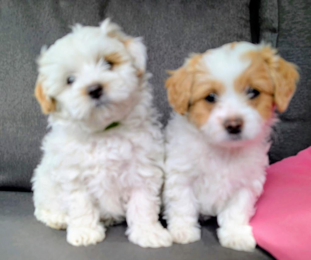MaltiPoo pups, Dieren en Toebehoren, Honden | Chihuahua's en Gezelschapshonden, Parvo, Overige rassen, 8 tot 15 weken, Meerdere