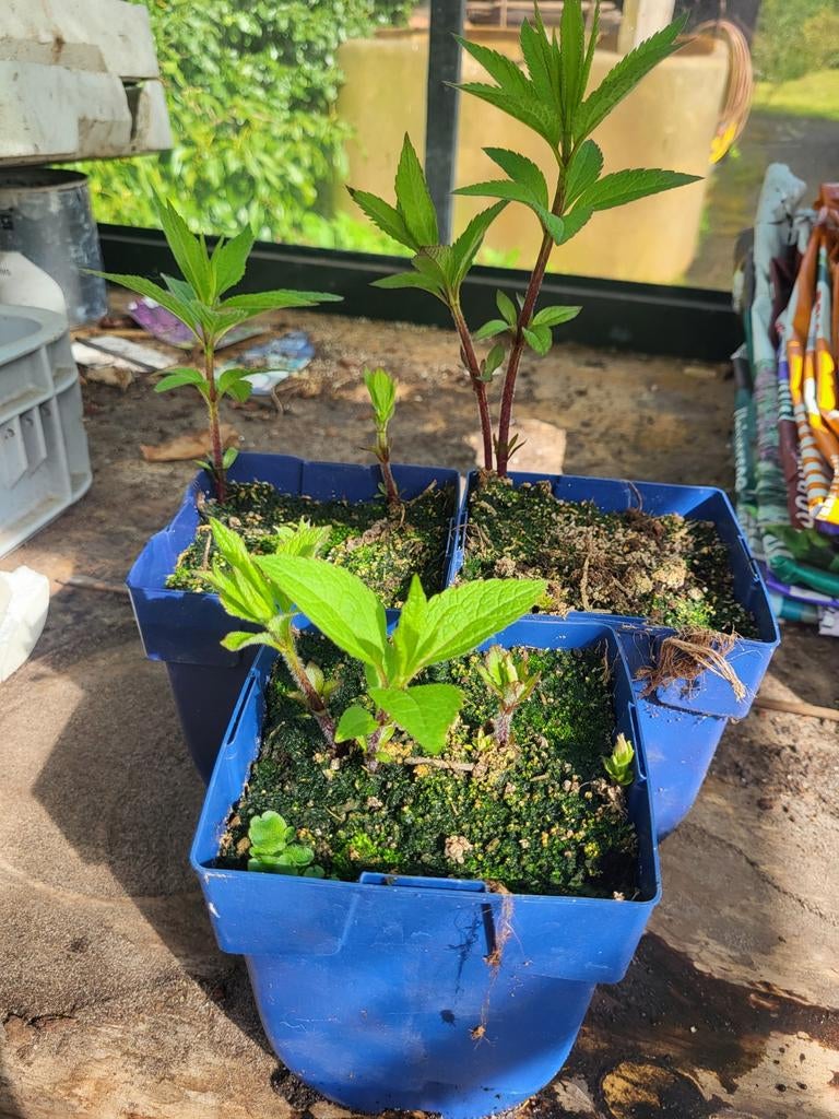 19x Stekken Leverkruid / Koninginnenkruid, Vaste plant, Halfschaduw, Zomer, Ophalen