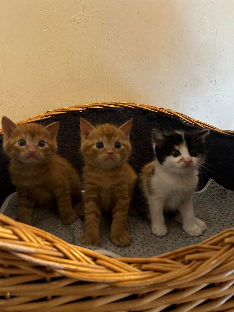 Kitten, 0 tot 2 jaar