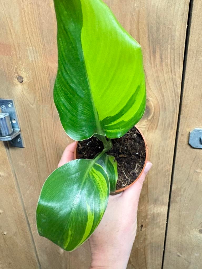Strelitzia nicolai variegata plant lemon lime green aurea, Ophalen of Verzenden, Halfschaduw, Minder dan 100 cm