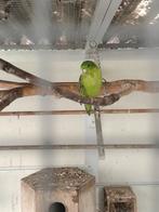 Catharina parkiet, Vrouwelijk, Parkiet